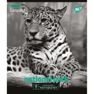 Тетрадь А5 24 Кл. YES Wild Portrait (765240)