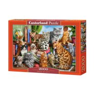Пазлы Castorland Кошки, 2000 элементов C-200726